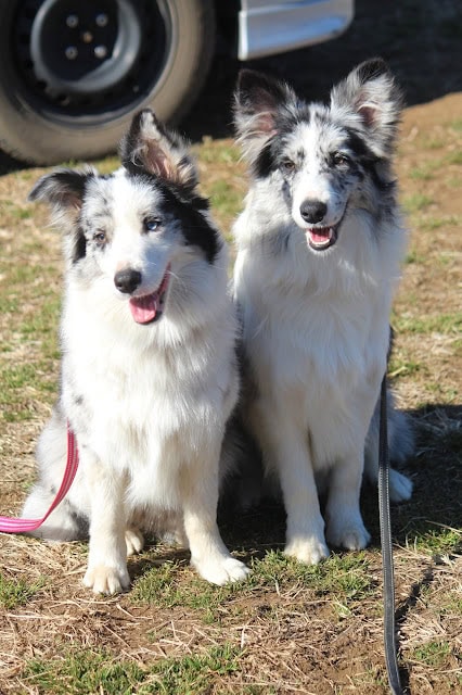 親子の子犬が並んで座る姿が愛らしいです.