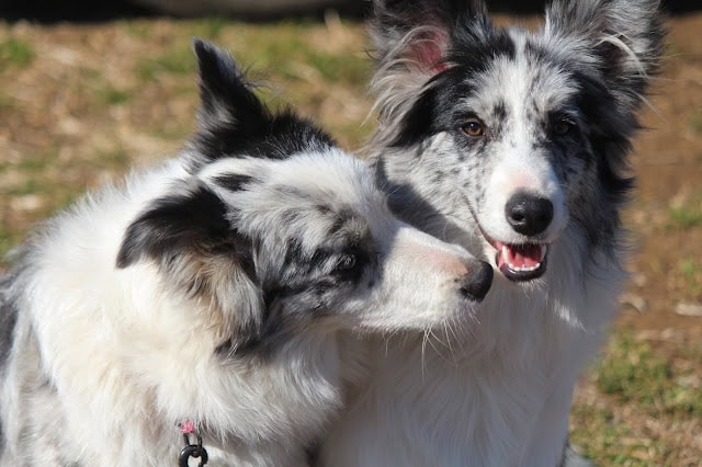 3頭の子犬が仲良く遊ぶ様子の写真.