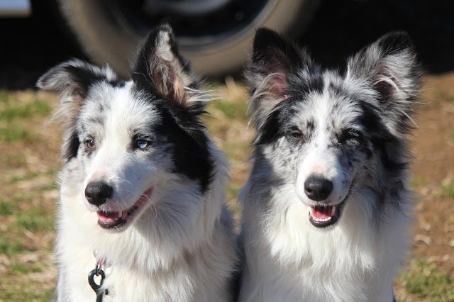 3頭の子犬が並んで笑顔を見せる写真.