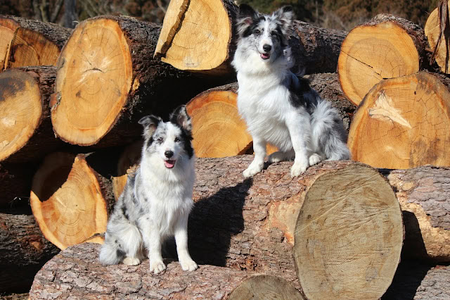 木の上に座る3匹の子犬とジローくんのかわいい姿.