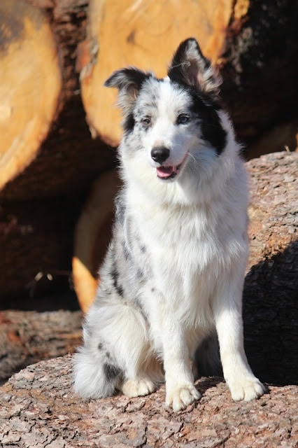 子犬が木の下で座っている様子.