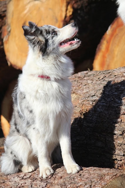 子犬が木の上に座っている様子.