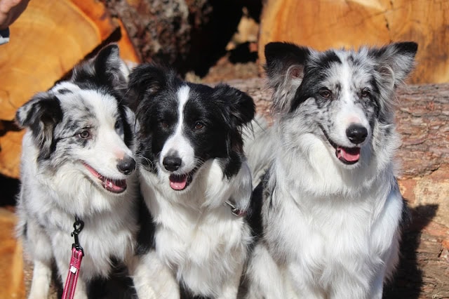 子犬とジローくんの仲良しショット、自然の中で楽しそうに過ごす姿です。.