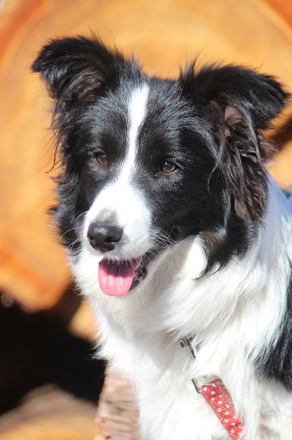 子犬と犬の親子の写真、笑顔でカメラを見る犬たち。.