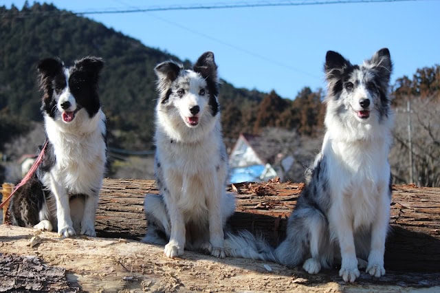 子犬たちが木の上に座っている様子を捉えた画像です。.