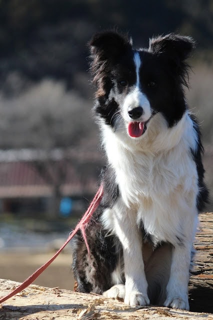 子犬たちのかわいい表情とふわふわの毛並み.