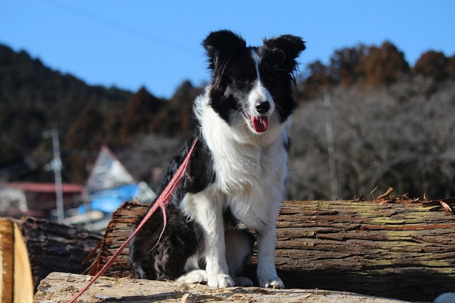 黒白の子犬とジローくんが自然の中で遊んでいる様子.