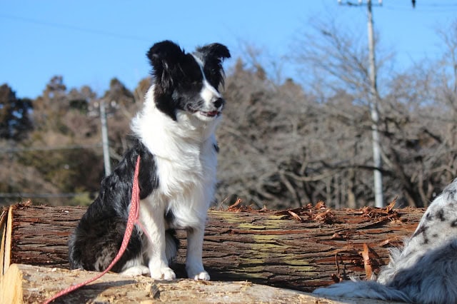 子犬とジローくんが自然の中で遊んでいる様子.
