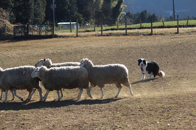 羊とシープドッグの群れが広い牧場で遊んでいます。.