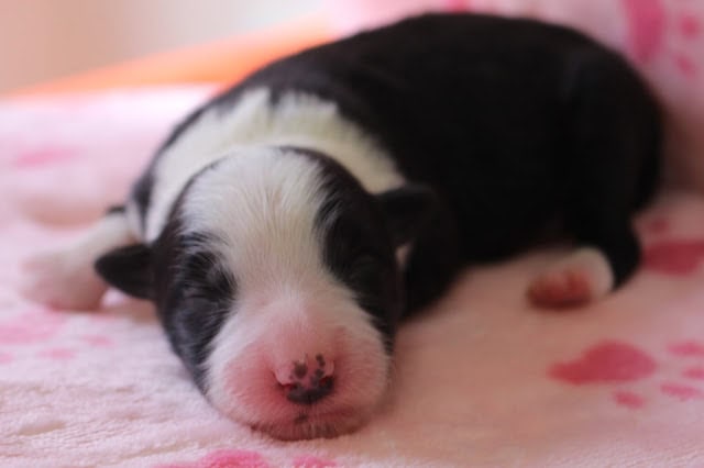 子犬の赤ちゃんが眠っている様子.