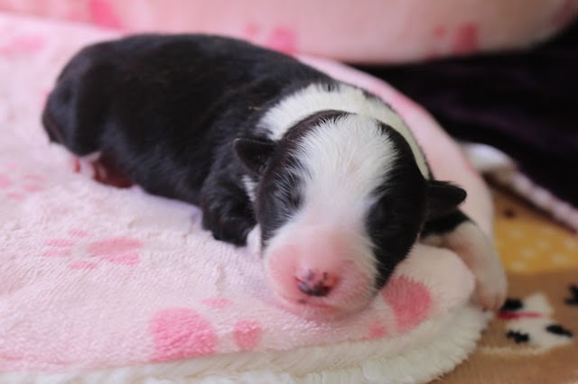 子犬のアップ写真、黒と白の毛色とピンクの鼻が特徴です。.