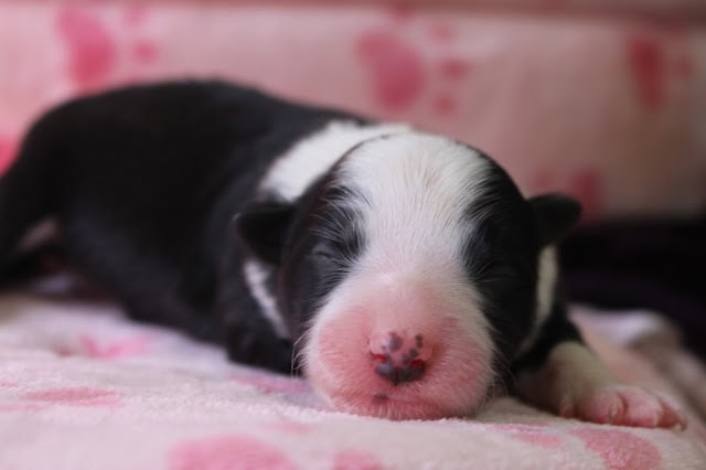 子犬のアップ写真、黒と白の毛色とピンクの鼻が特徴です.