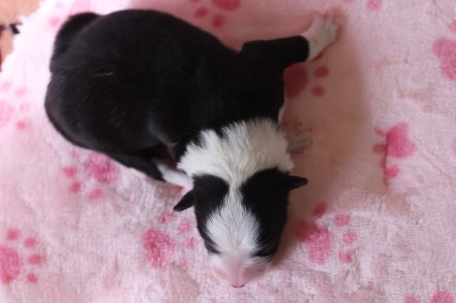 生後2日の黒白子犬がピンクのブランケットの上に横たわる.