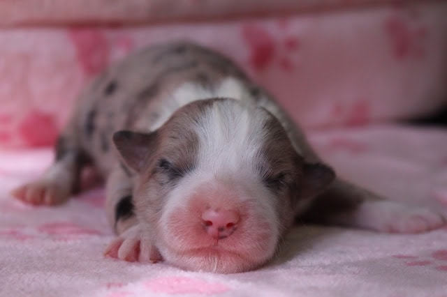 赤ちゃん犬の生後2日目のかわいい写真です。.