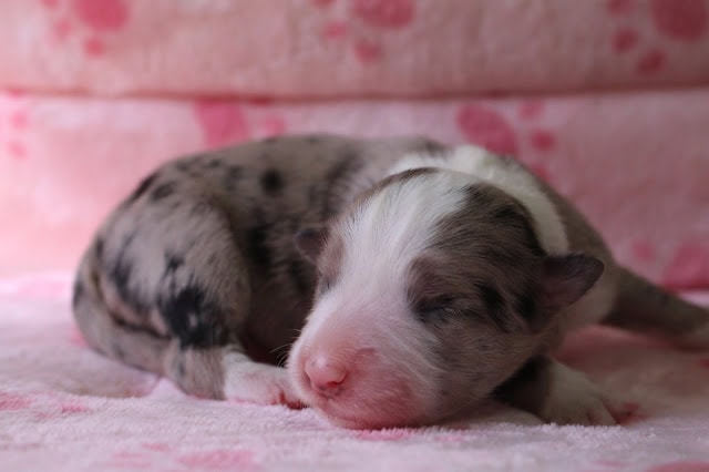 生後2日のセイランっ子犬のかわいい寝顔の写真です。.