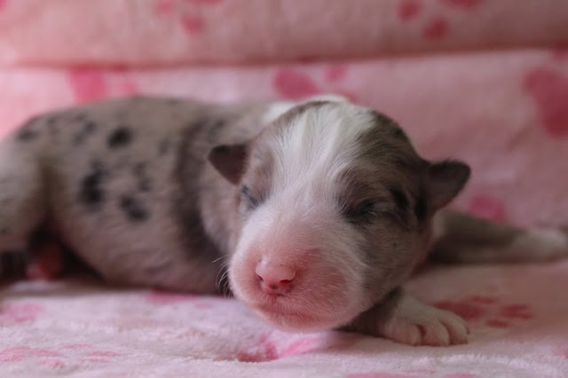 子犬の生後2日目の写真です。.