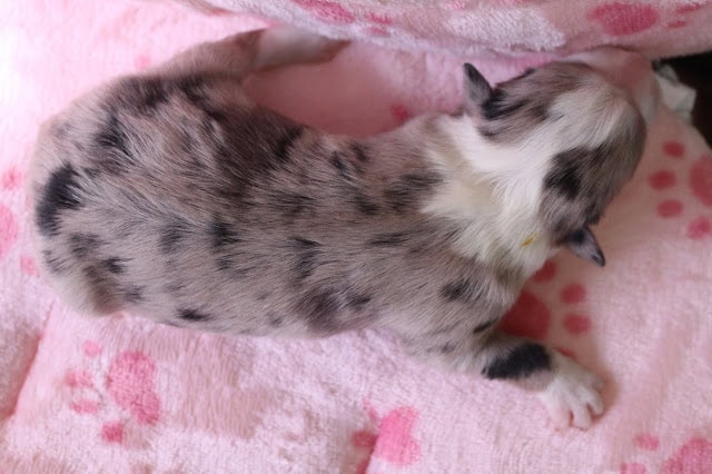 子猫の全身像、毛色は白と黒の模様です。.