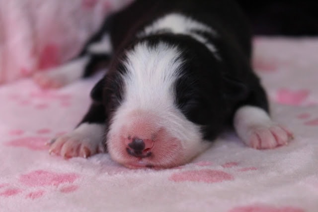 新生児の子犬のアップ写真です。.