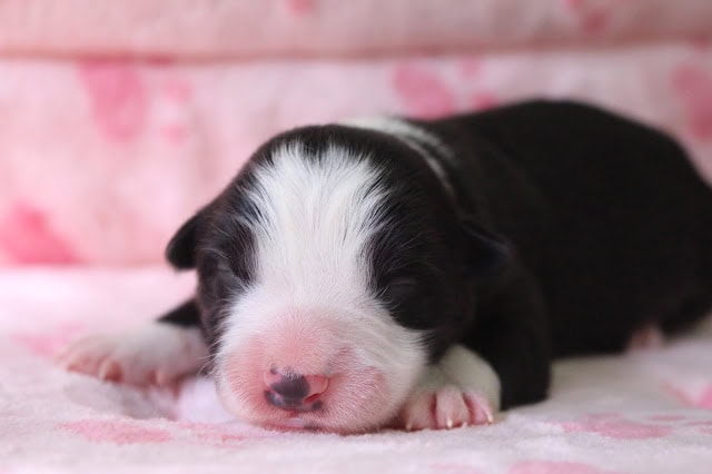 子犬の新生児、目を閉じて眠る姿。.