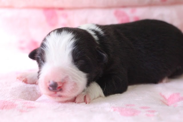 生後2日の黒白子犬が眠る姿をクローズアップ.