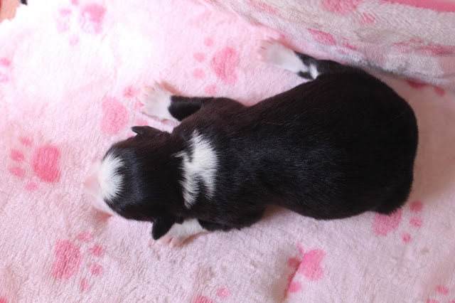 生後2日の黒白子犬のかわいい姿。柔らかいピンクの毛布の上で眠っています。.