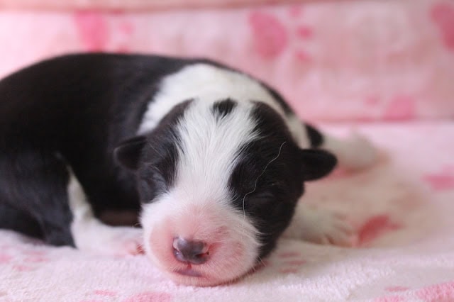 新生児の子犬のかわいい寝顔.