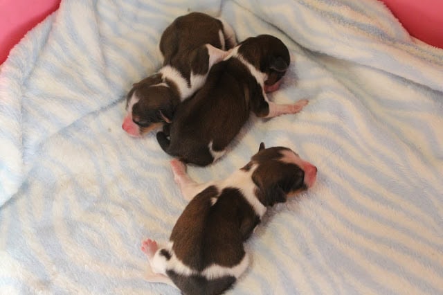 子犬の赤ちゃんが寝ている様子.