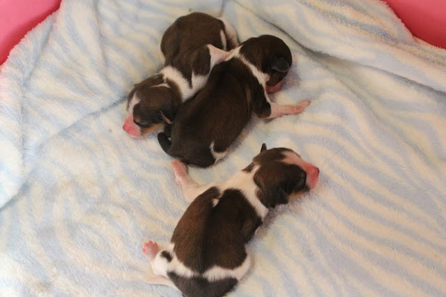 赤ちゃん犬のかわいい誕生シーン.