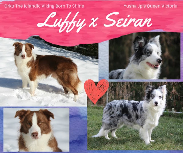 ボーダーコリーの子犬たちの写真と名前の紹介です。.