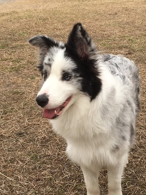 ハスキーの子犬が草原で遊んでいる様子.