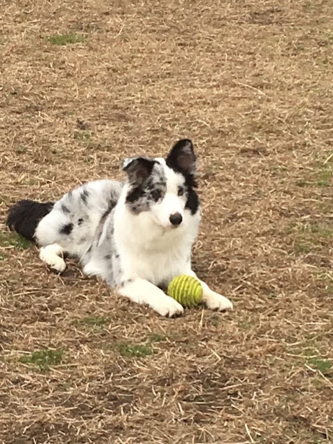 子犬が芝生の上でボールを見つめている様子.