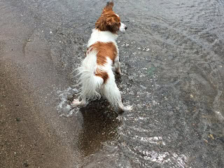 犬が水辺で遊んでいる様子を捉えた写真です.