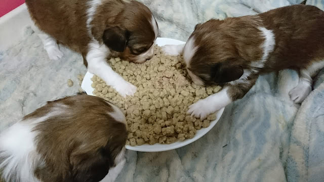 子犬の生後20日、母親と一緒に餌を食べているかわいい子犬たちの様子.