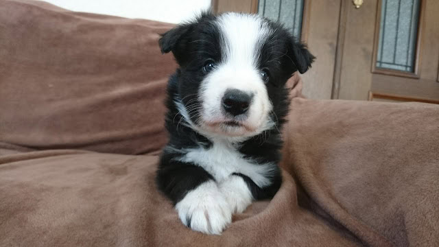 子犬の黒白の子犬がソファに座っている写真.