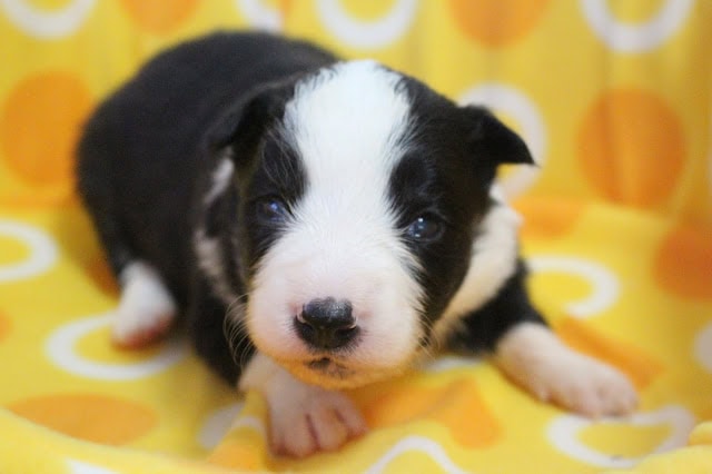 子犬のアップ写真、黒白の毛色とかわいい表情が特徴です.