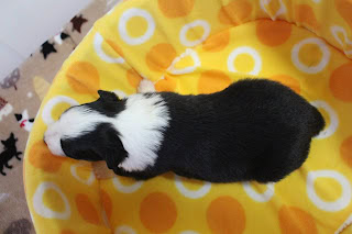 生後20日の子犬のかわいい姿を撮影した画像です。.