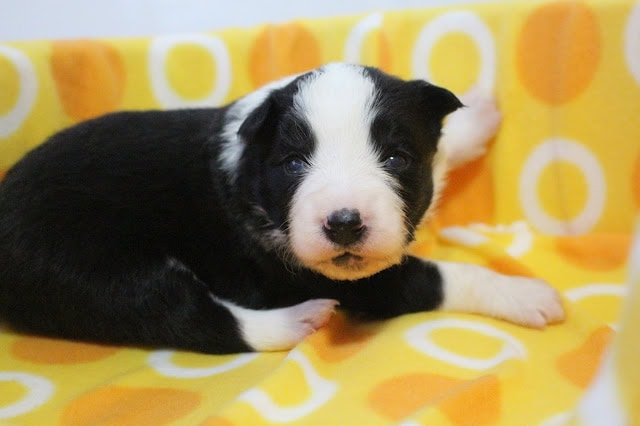 子犬のかわいい顔と黒白の毛色.