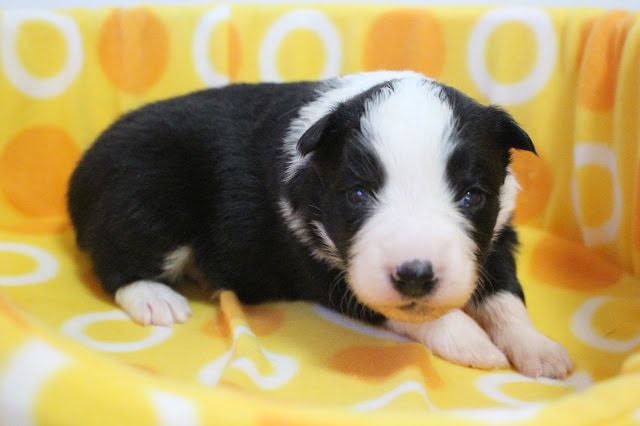 子犬のアップ写真、黒と白の毛色がかわいいです.