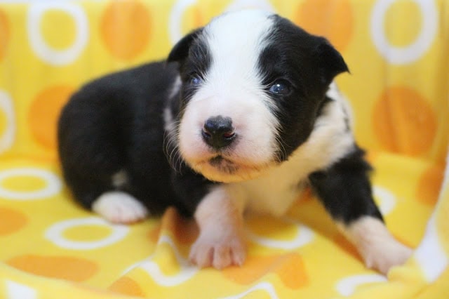子犬のアップ写真、黒白の毛色とかわいい表情が魅力的.