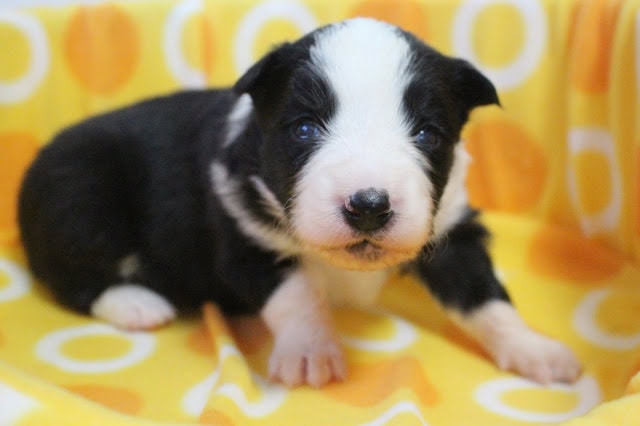 子犬のアップ写真、黒と白の毛色が特徴的です。.