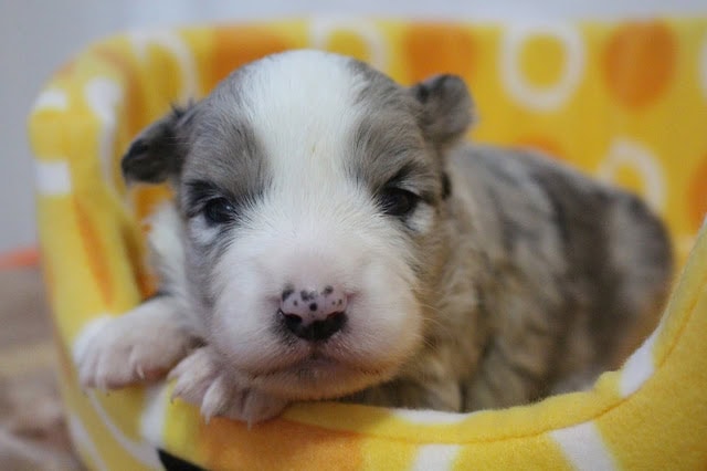 子犬のかわいいアップ写真.