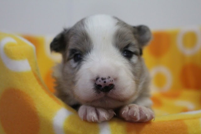 子犬のかわいい顔と小さな体をクローズアップした写真.