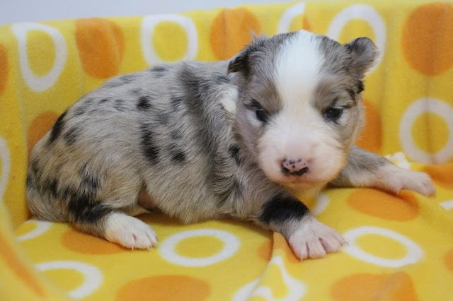 子犬のアップ写真、かわいい表情と模様が特徴的です.