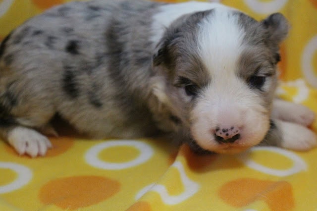 子犬のかわいい表情と模様がはっきり見える画像です.