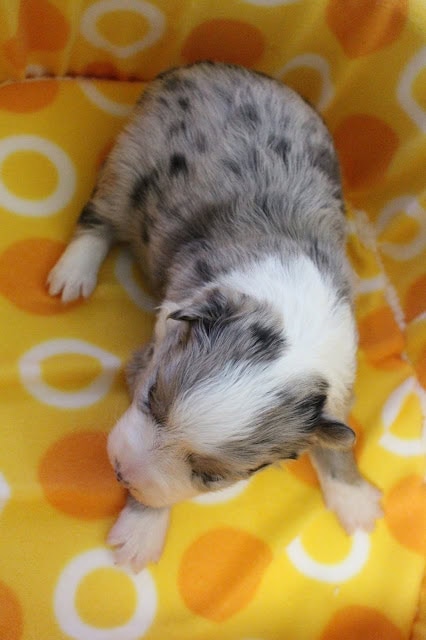 子犬の生後20日目のかわいい瞬間.