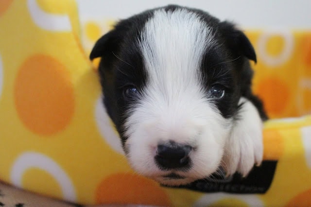 生後20日の子犬のアップ写真です。黒と白の毛色が特徴的な小さな子犬です。.