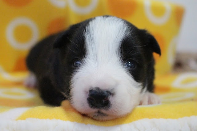 子犬のアップ写真、黒と白の毛色が特徴的です.
