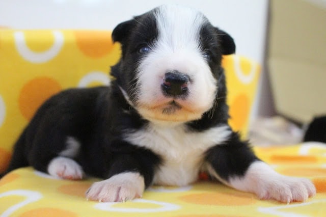 子犬のアップ写真、黒白の毛色と愛らしい表情が魅力的です.