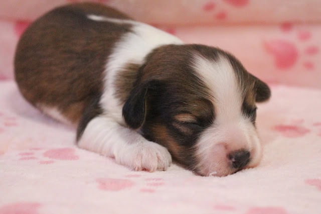 子犬が眠っているかわいい瞬間の写真.