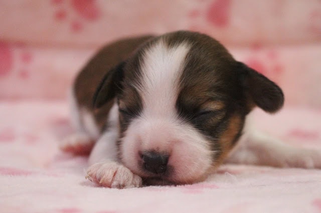 眠っているかわいい子犬の写真.